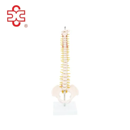 Half-Size Vertebral Column with Pelvis Skeleton Model (42 Cm) Model XC-131