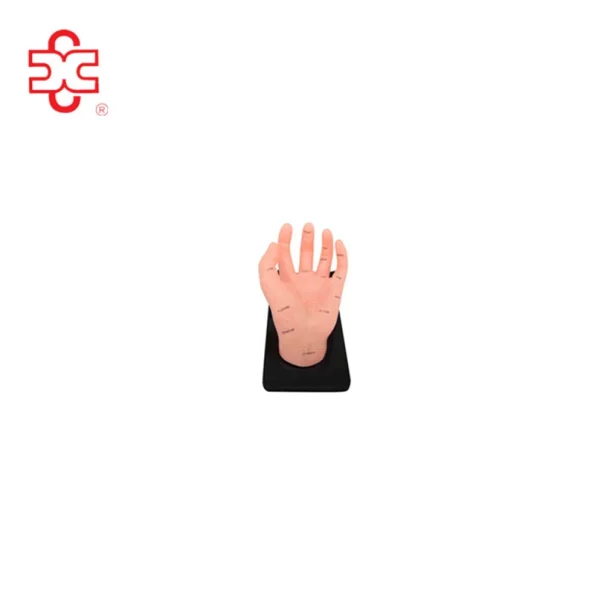 Hand Acupuncture Model