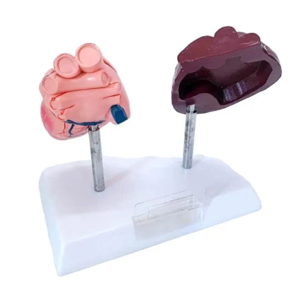 Heart Anatomy Model for Health Education Normal & Smoking Categories Educational Equipment