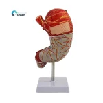 High-Definition 1.5x Life-Size Human Stomach Anatomical Model Essential Educational Equipment for Medical Studies