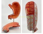 High-Definition 1.5x Life-Size Human Stomach Anatomical Model Essential Educational Equipment for Medical Studies
