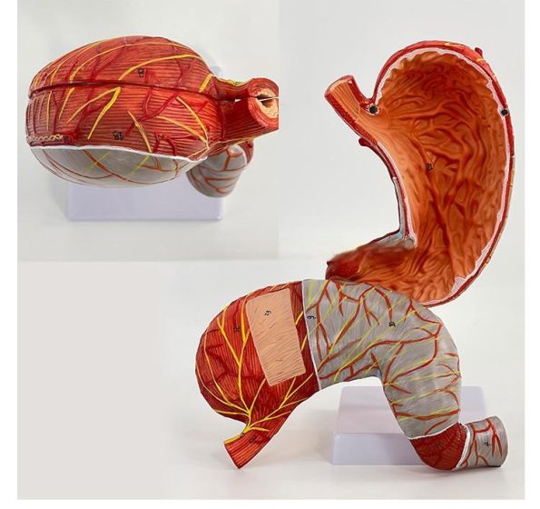 High-Definition 1.5x Life-Size Human Stomach Anatomical Model Essential Educational Equipment for Medical Studies