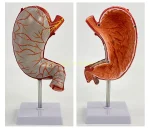 High-Definition 1.5x Life-Size Human Stomach Anatomical Model Essential Educational Equipment for Medical Studies