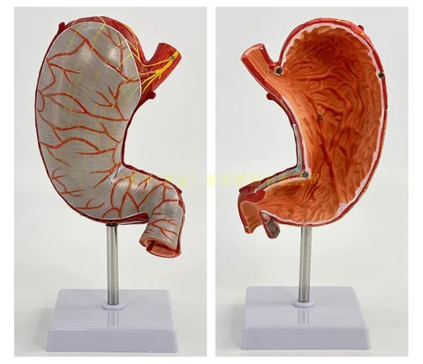 High-Definition 1.5x Life-Size Human Stomach Anatomical Model Essential Educational Equipment for Medical Studies
