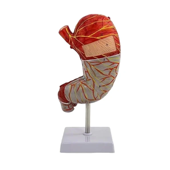High-Definition 1.5x Life-Size Human Stomach Anatomical Model Essential Educational Equipment for Medical Studies