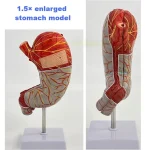 High-Definition 1.5x Life-Size Human Stomach Anatomical Model Essential Educational Equipment for Medical Studies