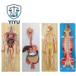 Human Body System Anatomical Model Set Circulatory Digestive Nervous Urinary System Medical Teaching Organ Model