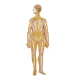Human Body System Anatomical Model Set Circulatory Digestive Nervous Urinary System Medical Teaching Organ Model