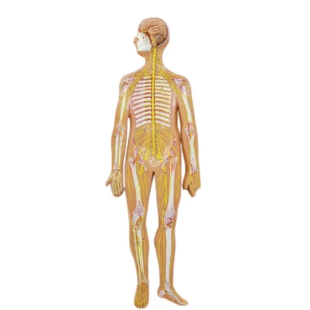 Human Body System Anatomical Model Set Circulatory Digestive Nervous Urinary System Medical Teaching Organ Model