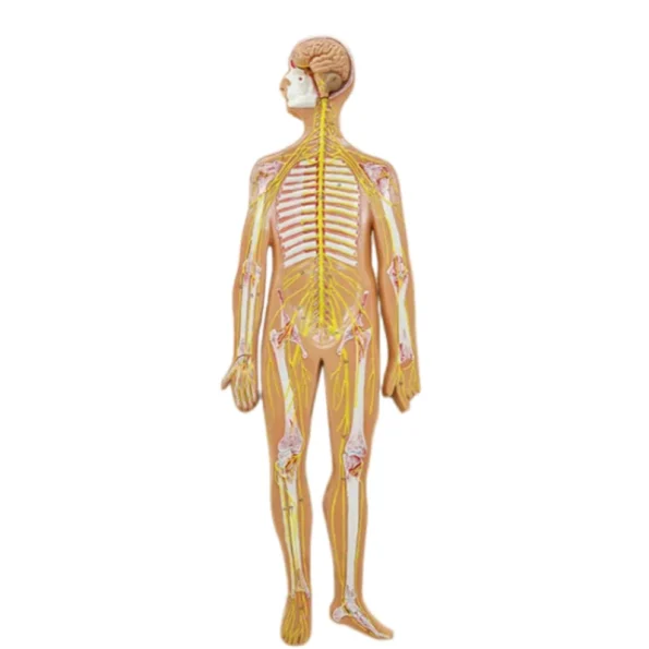 Human Body System Anatomical Model Set Circulatory Digestive Nervous Urinary System Medical Teaching Organ Model
