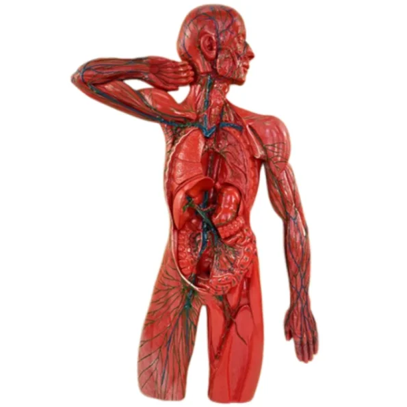 Human Body System Anatomical Model Set Circulatory Digestive Nervous Urinary System Medical Teaching Organ Model