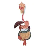 Human Body System Anatomical Model Set Circulatory Digestive Nervous Urinary System Medical Teaching Organ Model