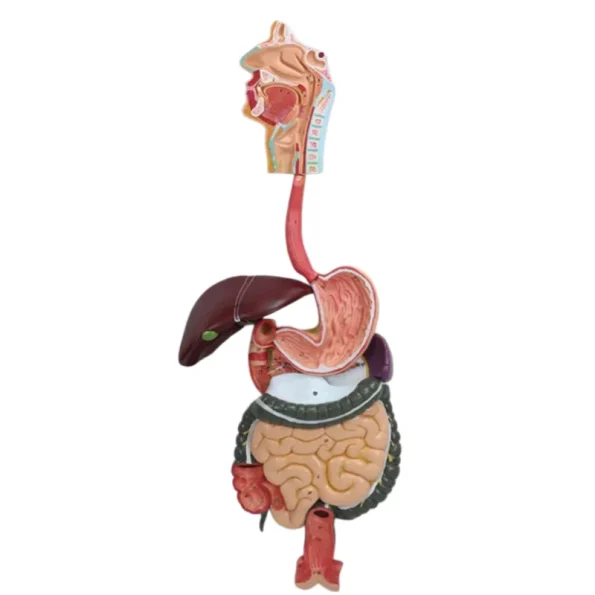 Human Body System Anatomical Model Set Circulatory Digestive Nervous Urinary System Medical Teaching Organ Model