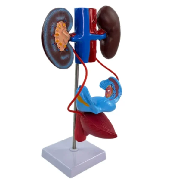 Human Body System Anatomical Model Set Circulatory Digestive Nervous Urinary System Medical Teaching Organ Model