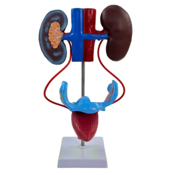 Human Body System Anatomical Model Set Circulatory Digestive Nervous Urinary System Medical Teaching Organ Model