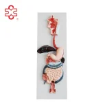 Human Digestive System PVC Anatomical Model XC-315 by Xincheng for Medical School Teaching Demonstration