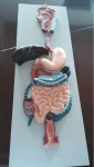 Human Digestive System PVC Anatomical Model XC-315 by Xincheng for Medical School Teaching Demonstration