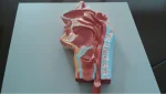 Human Digestive System PVC Anatomical Model XC-315 by Xincheng for Medical School Teaching Demonstration