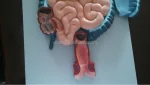 Human Digestive System PVC Anatomical Model XC-315 by Xincheng for Medical School Teaching Demonstration