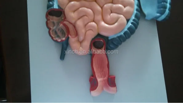 Human Digestive System PVC Anatomical Model XC-315 by Xincheng for Medical School Teaching Demonstration