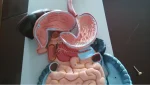 Human Digestive System PVC Anatomical Model XC-315 by Xincheng for Medical School Teaching Demonstration