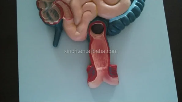 Human Digestive System PVC Anatomical Model XC-315 by Xincheng for Medical School Teaching Demonstration