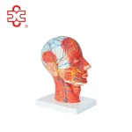 Human Head and Neck Superficial Neurovascular and Muscular Model XC-324A 74x43x29cm