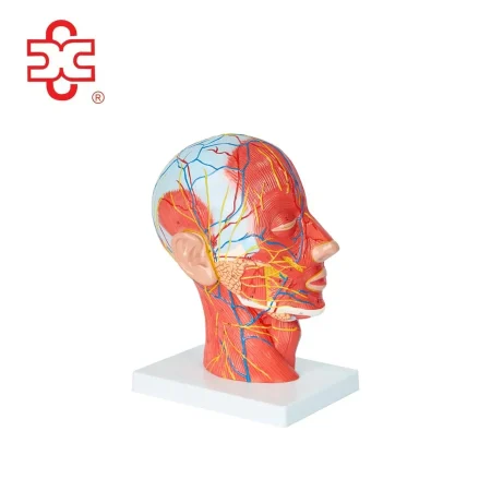 Human Head and Neck Superficial Neurovascular and Muscular Model XC-324A 74x43x29cm