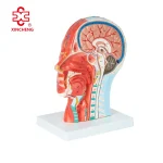 Human Head and Neck Superficial Neurovascular and Muscular Model XC-324A 74x43x29cm
