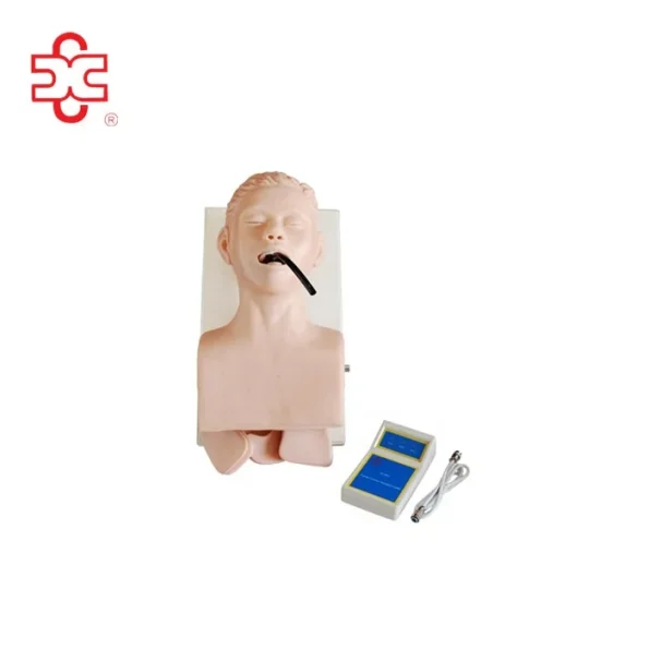 Human Medical PVC Airway Intubation Training Simulator Model XC XC-407
