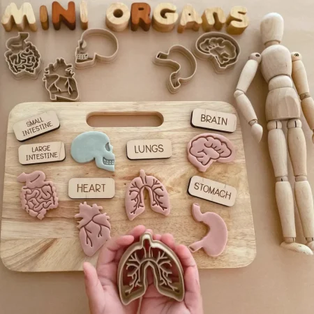 Human Organ Wooden Mold Set 3D Print Play Dough Stamps Kids Body Structure Science Educational Sensory Play Toy