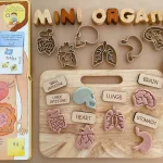 Human Organ Wooden Mold Set 3D Print Play Dough Stamps Kids Body Structure Science Educational Sensory Play Toy