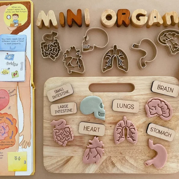 Human Organ Wooden Mold Set 3D Print Play Dough Stamps Kids Body Structure Science Educational Sensory Play Toy