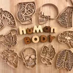Human Organ Wooden Mold Set 3D Print Play Dough Stamps Kids Body Structure Science Educational Sensory Play Toy