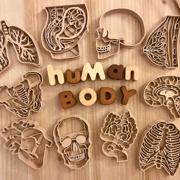 Human Organ Wooden Mold Set 3D Print Play Dough Stamps Kids Body Structure Science Educational Sensory Play Toy
