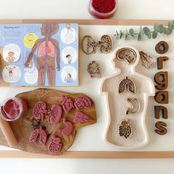 Human Organ Wooden Mold Set 3D Print Play Dough Stamps Kids Body Structure Science Educational Sensory Play Toy