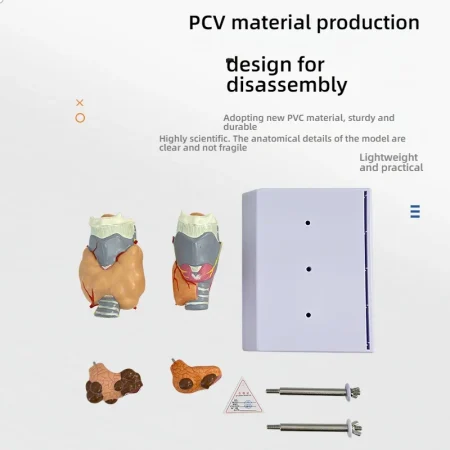 Human Pathological PVC Anatomical Model Thyroid Gland for Medical Science for Teaching Hyperthyroidism Hypothyroidism Schools