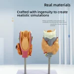 Human Pathological PVC Anatomical Model Thyroid Gland for Medical Science for Teaching Hyperthyroidism Hypothyroidism Schools