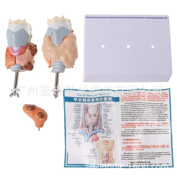 Human Pathological PVC Anatomical Model Thyroid Gland for Medical Science for Teaching Hyperthyroidism Hypothyroidism Schools
