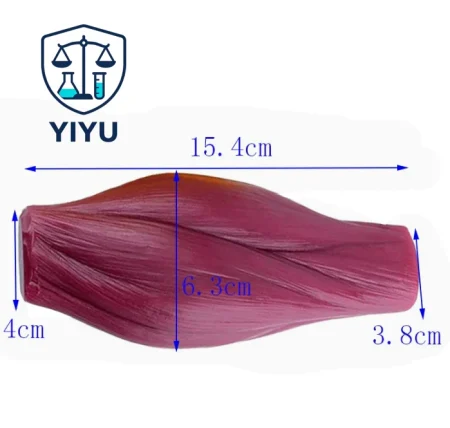 Human Skeletal Muscle Fiber Anatomical Model Simulated Muscle Tissue Model For Biology Muscle Structure Teaching