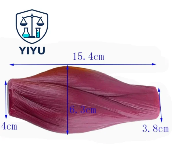 Human Skeletal Muscle Fiber Anatomical Model Simulated Muscle Tissue Model For Biology Muscle Structure Teaching