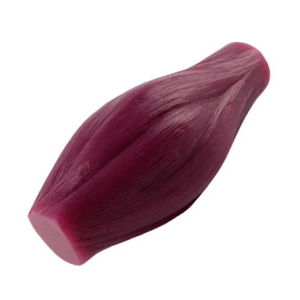 Human Skeletal Muscle Fiber Anatomical Model Simulated Muscle Tissue Model For Biology Muscle Structure Teaching