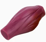 Human Skeletal Muscle Fiber Anatomical Model Simulated Muscle Tissue Model For Biology Muscle Structure Teaching
