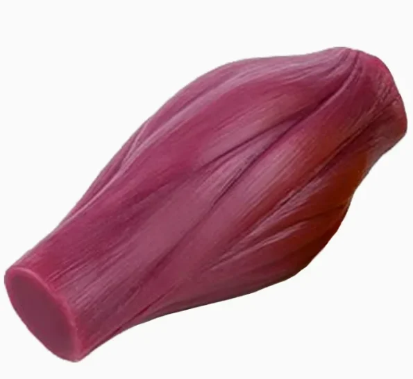 Human Skeletal Muscle Fiber Anatomical Model Simulated Muscle Tissue Model For Biology Muscle Structure Teaching