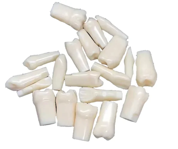 Individuel 32pcs Replacement Screwed-In Teeth Anatomical Model PVC Medical Science Practice Tool