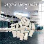 Individuel 32pcs Replacement Screwed-In Teeth Anatomical Model PVC Medical Science Practice Tool