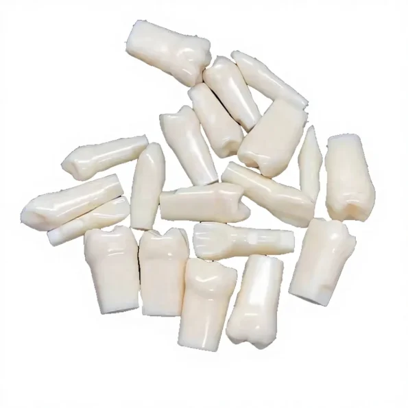 Individuel 32pcs Replacement Screwed-In Teeth Anatomical Model PVC Medical Science Practice Tool