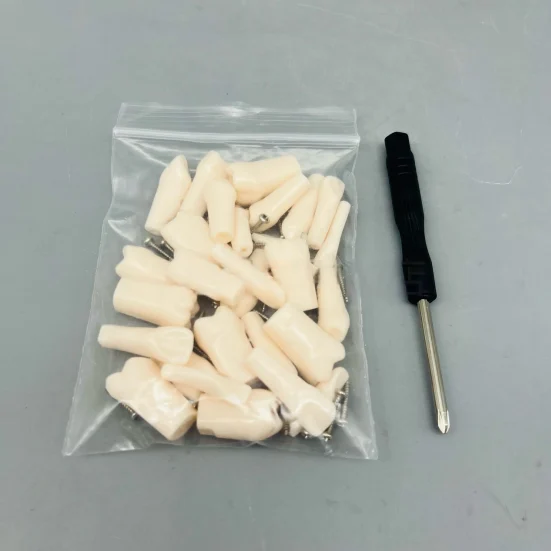 Individuel 32pcs Replacement Screwed-In Teeth Anatomical Model PVC Medical Science Practice Tool