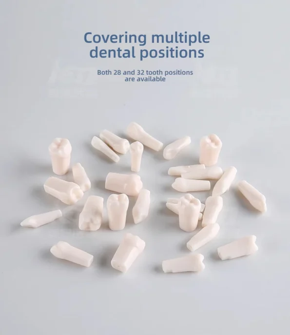 Individuel 32pcs Replacement Screwed-In Teeth Anatomical Model PVC Medical Science Practice Tool