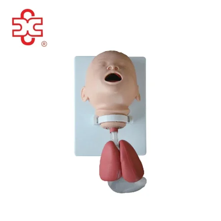Infant Intubation Training Medical Model PVC Material ISO Certified XC Brand